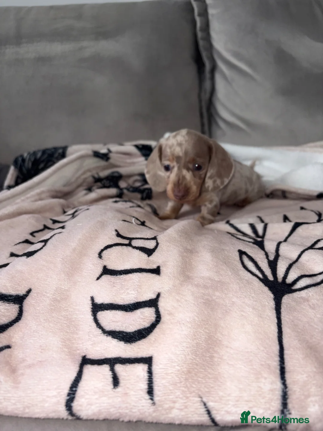 Miniature Dachshund dogs for sale: Stunning Daschunds in Liverpool - Advert 1