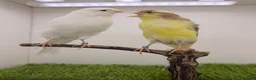 Canaries birds for sale: Persian and Lancashire canary’s  - Advert 5