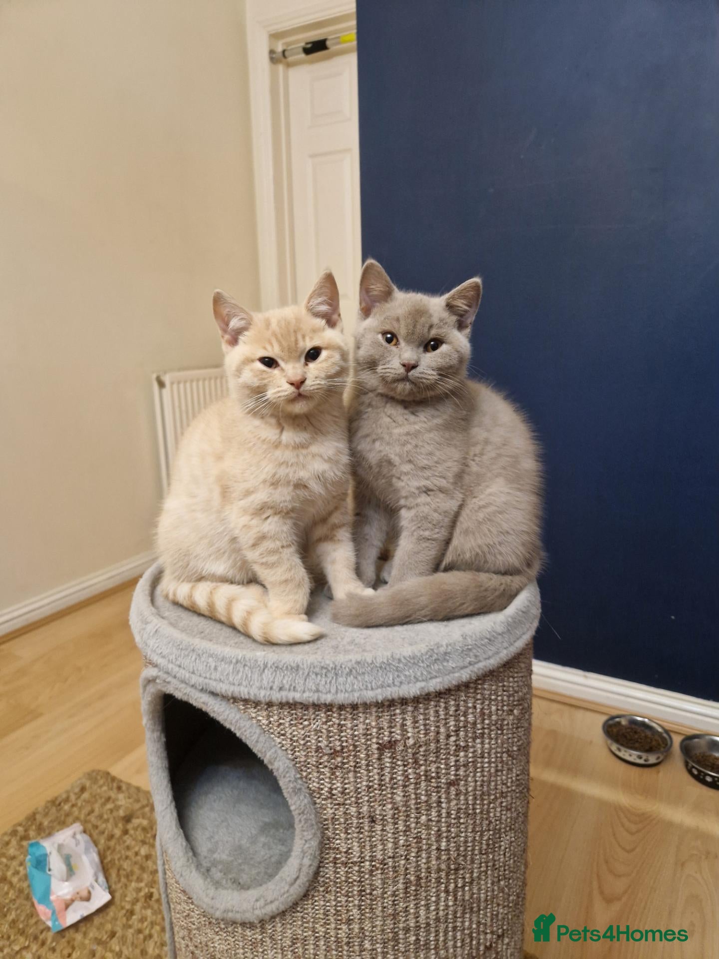 British Shorthair cats ✨ British Shorthair Kittens - Ready Now✨ - Advert 12