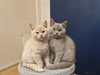 British Shorthair cats ✨ British Shorthair Kittens - Ready Now✨ - Advert 12