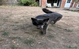 German Shepherd dogs for sale: German shepherd  - Image 3