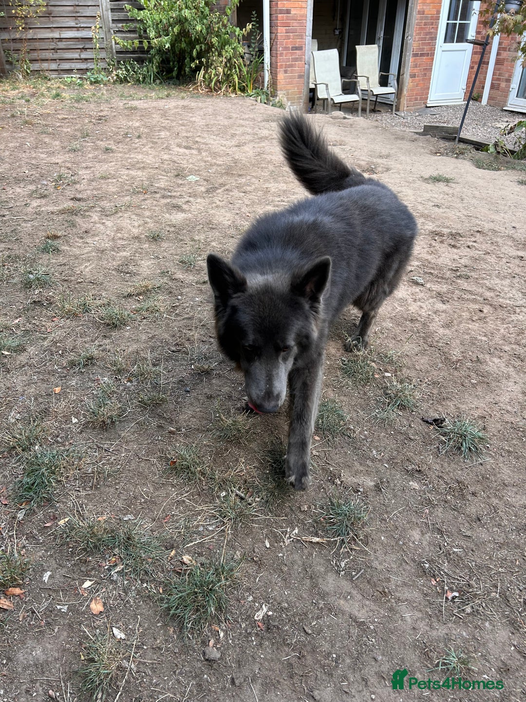 German Shepherd dogs for sale: German shepherd  - Image 3