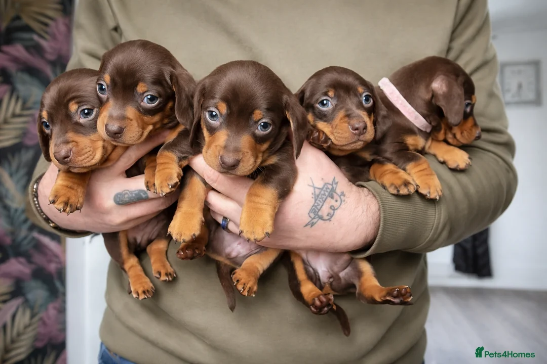 Miniature Dachshund dogs for sale: All pups now sold - Advert 1