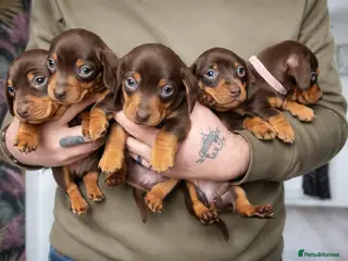 Miniature Dachshund dogs Beautiful miniature daschunds for sale - Advert 5