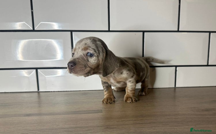 Miniature Dachshund dogs - Advert 5