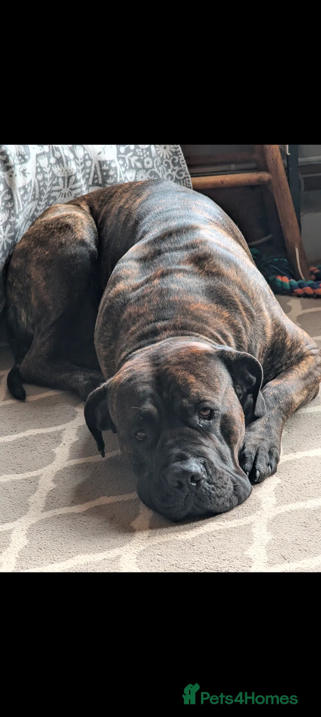 Mixed Breed dogs for stud: Cane Corso x Presa canero for stud in Folkestone - Advert 2
