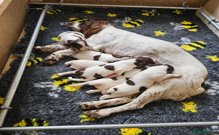 English Springer Spaniel dogs - Advert 4