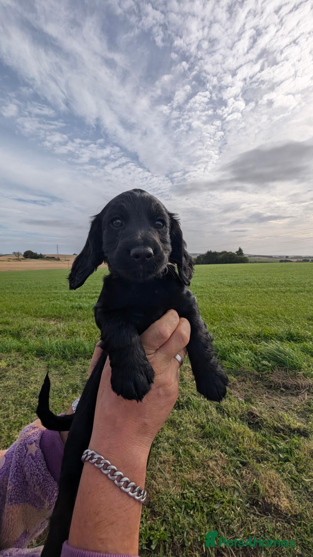 Cocker Spaniel dogs Cocker Spaniels Pups *ONE GIRL left* - Advert 5