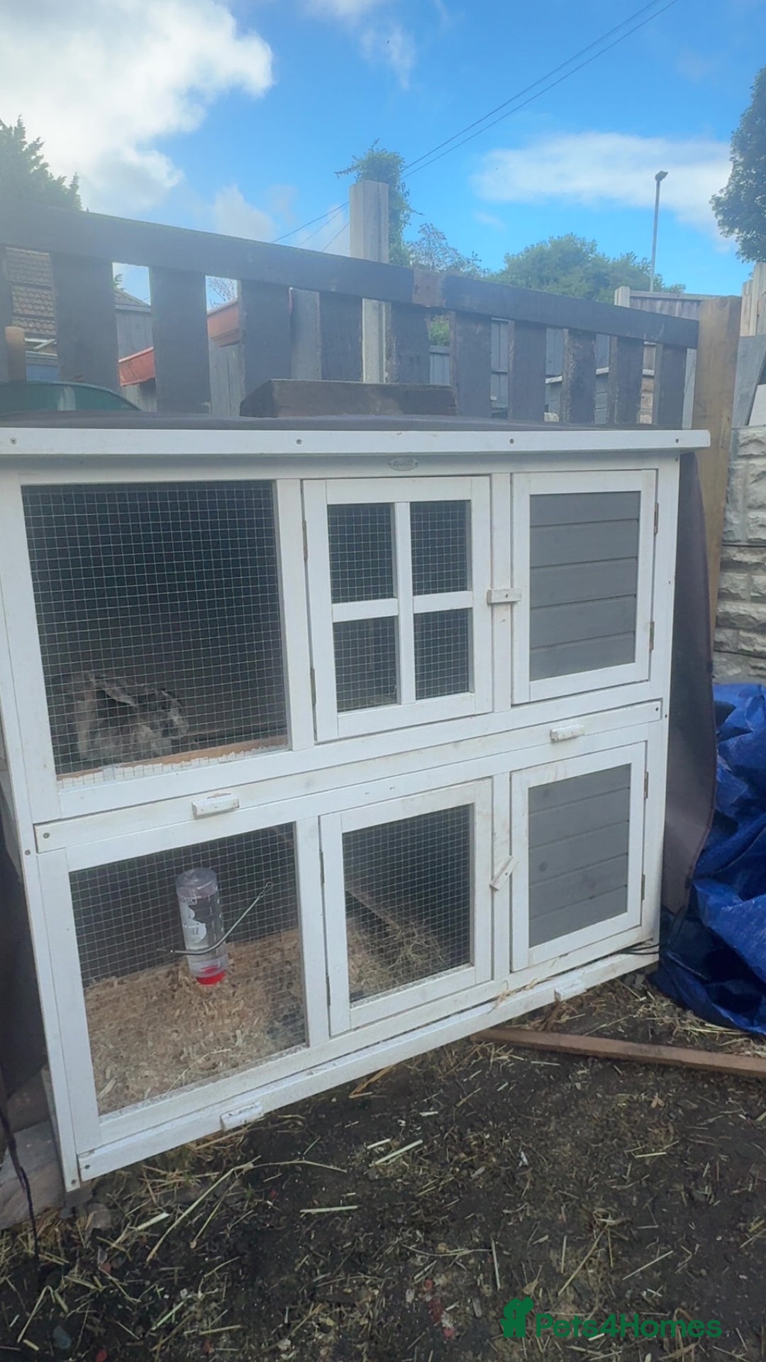 Dwarf Lop rabbits for sale: 2 male rabbits - Image 5