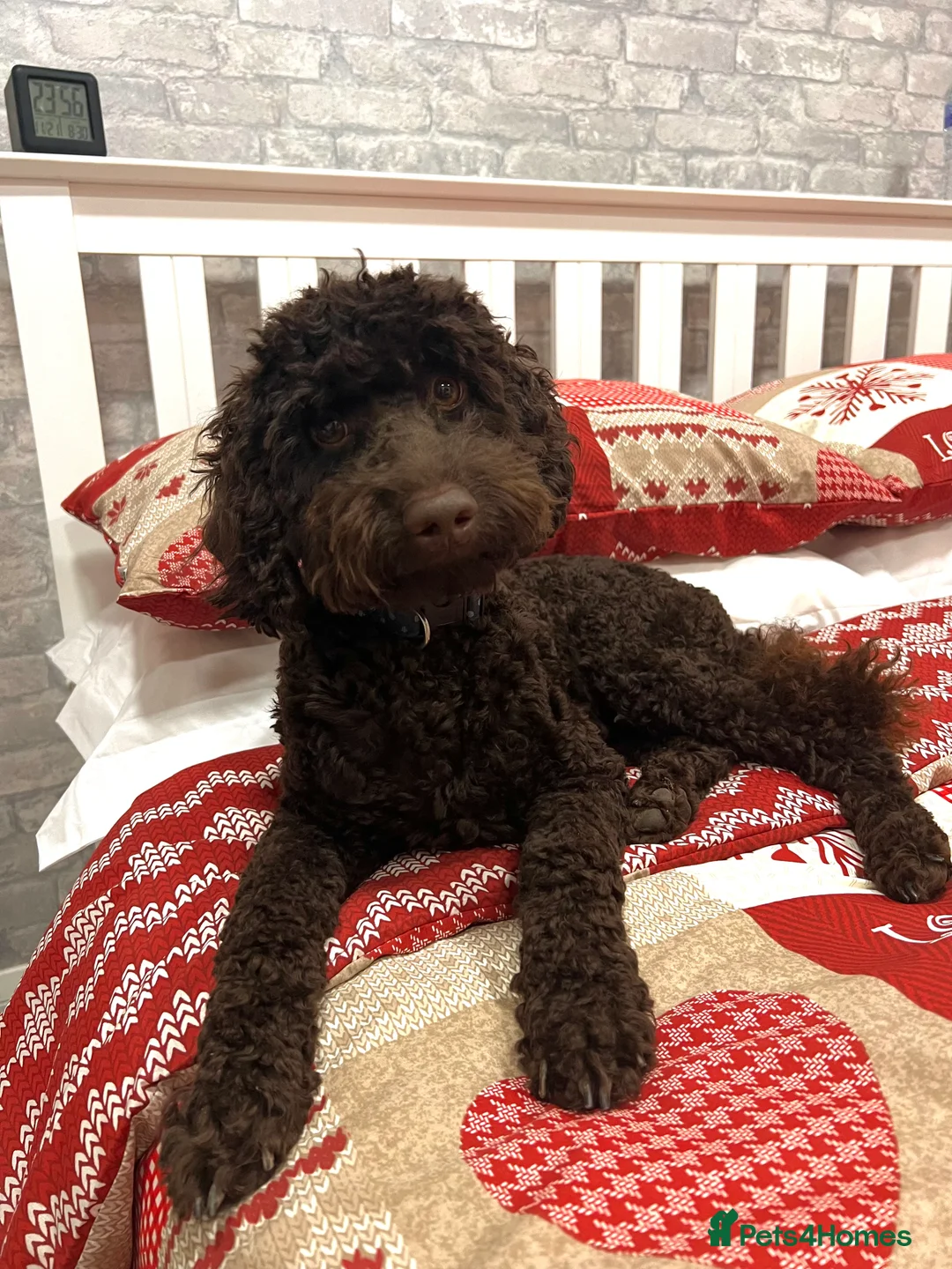 Cockapoo dogs for stud: 🧬F1b Chocolate Proven Cockapoo Stud Extensive DNA - Advert 2