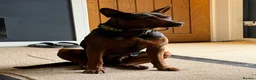 Chinese Red Dog dogs for sale: ( 1 GIRL LEFT  ) Chinese red dog  ( READY TO GO ) - Advert 11