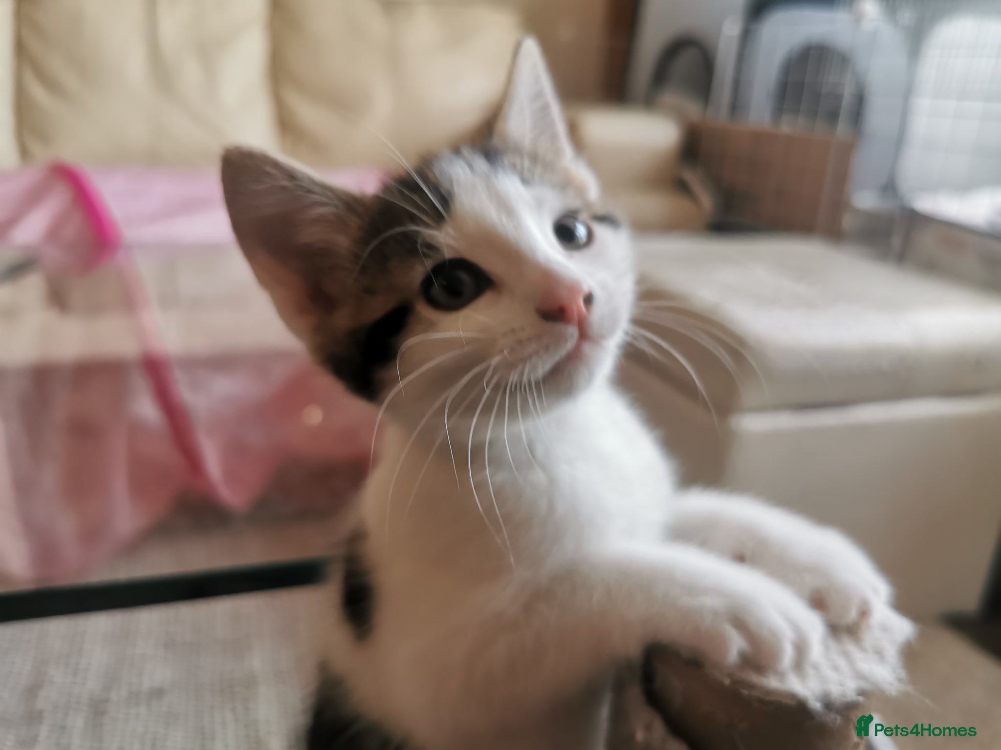 Mixed Breed cats for sale: Gorgeous, sweet natured & very playful kittens in London - Advert 11