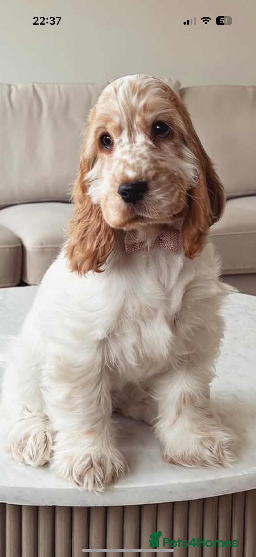 Cocker Spaniel dogs for sale: Lovely girl for rehome  - Advert 10