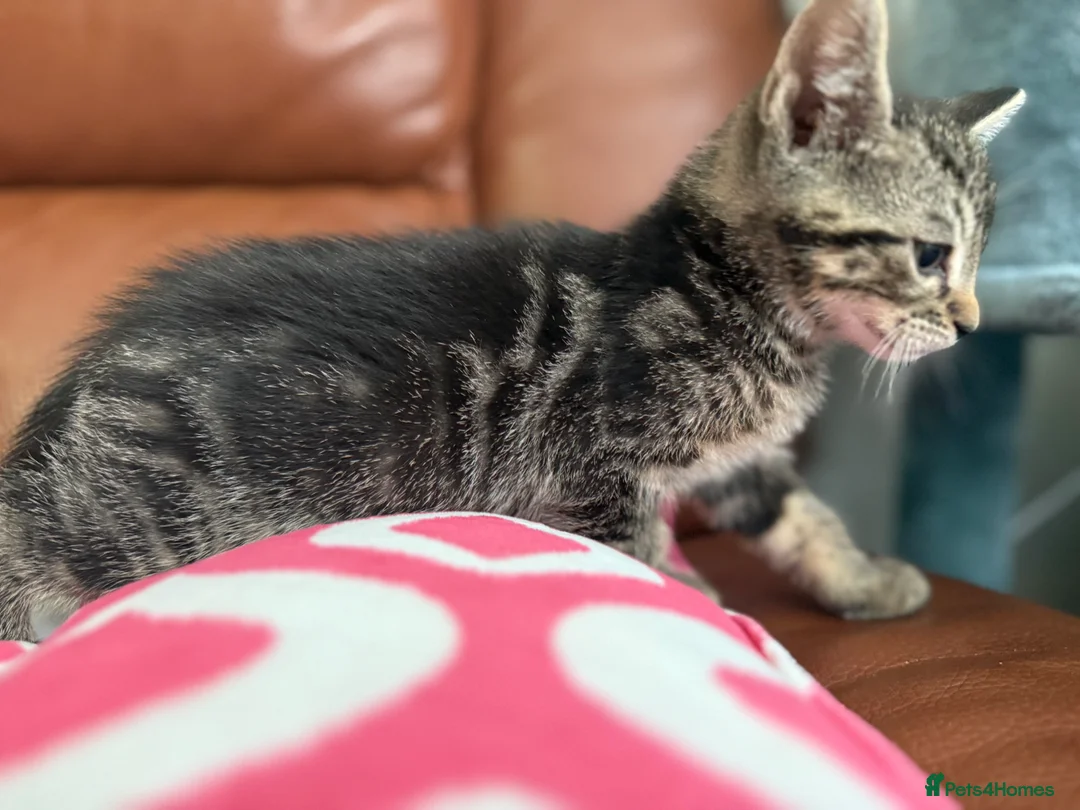 Mixed Breed cats for sale: Mixed Bengal and tabby cats  - Advert 19