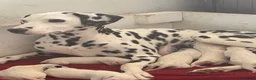 Dalmatian dogs for sale: Exceptional KC Dalmatian Puppies  - Advert 3