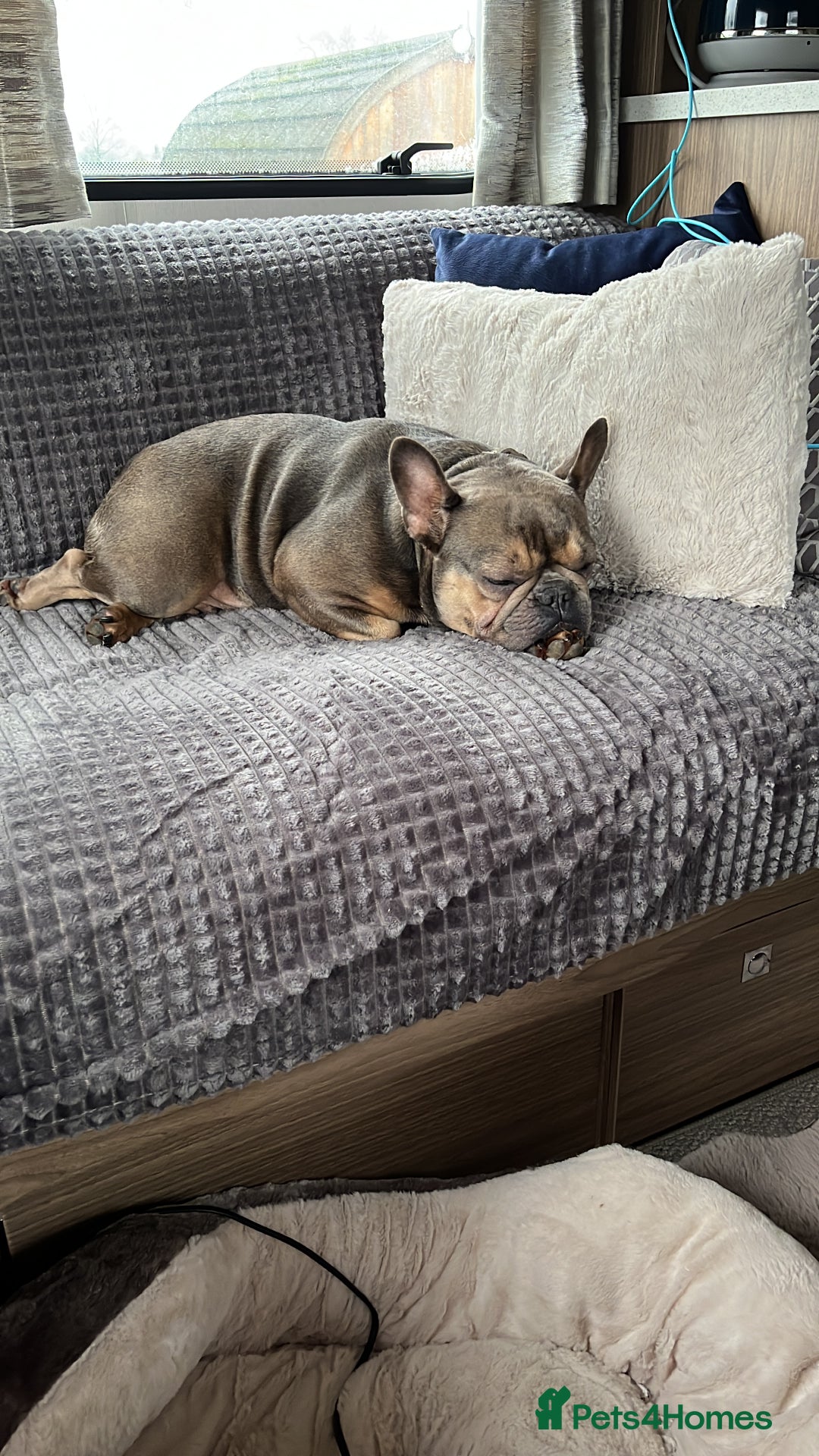 French Bulldog dogs for sale: Beautiful Luna needs a new home - Image 4