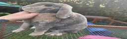 Mini Lop rabbits for sale: PLUSH mini lops  - Advert 2
