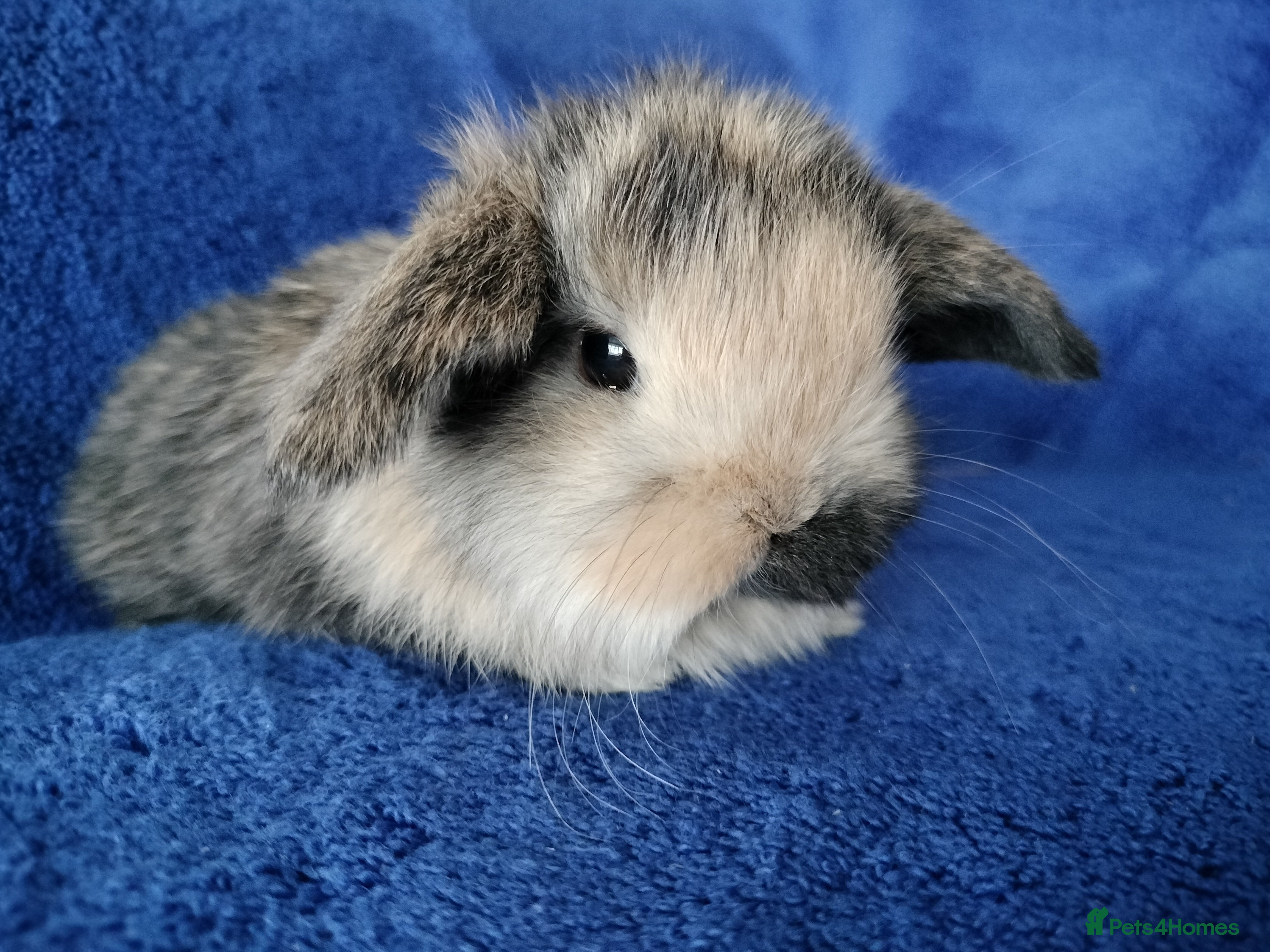 Mini Lop rabbits Baby mini lops for sale  - Advert 11