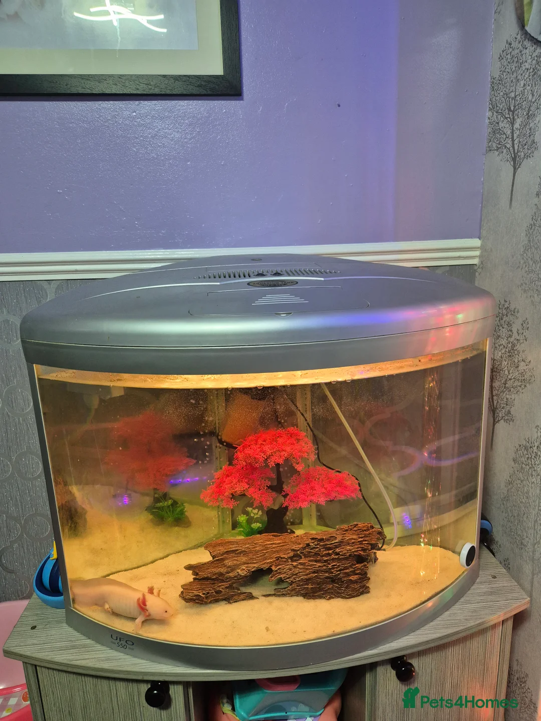 Axolotl reptiles for sale: Axolotl with tank  - Advert 2