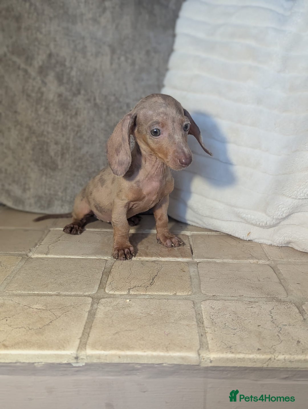 Miniature Dachshund dogs for sale: Miniature dachshund puppies  - Image 14