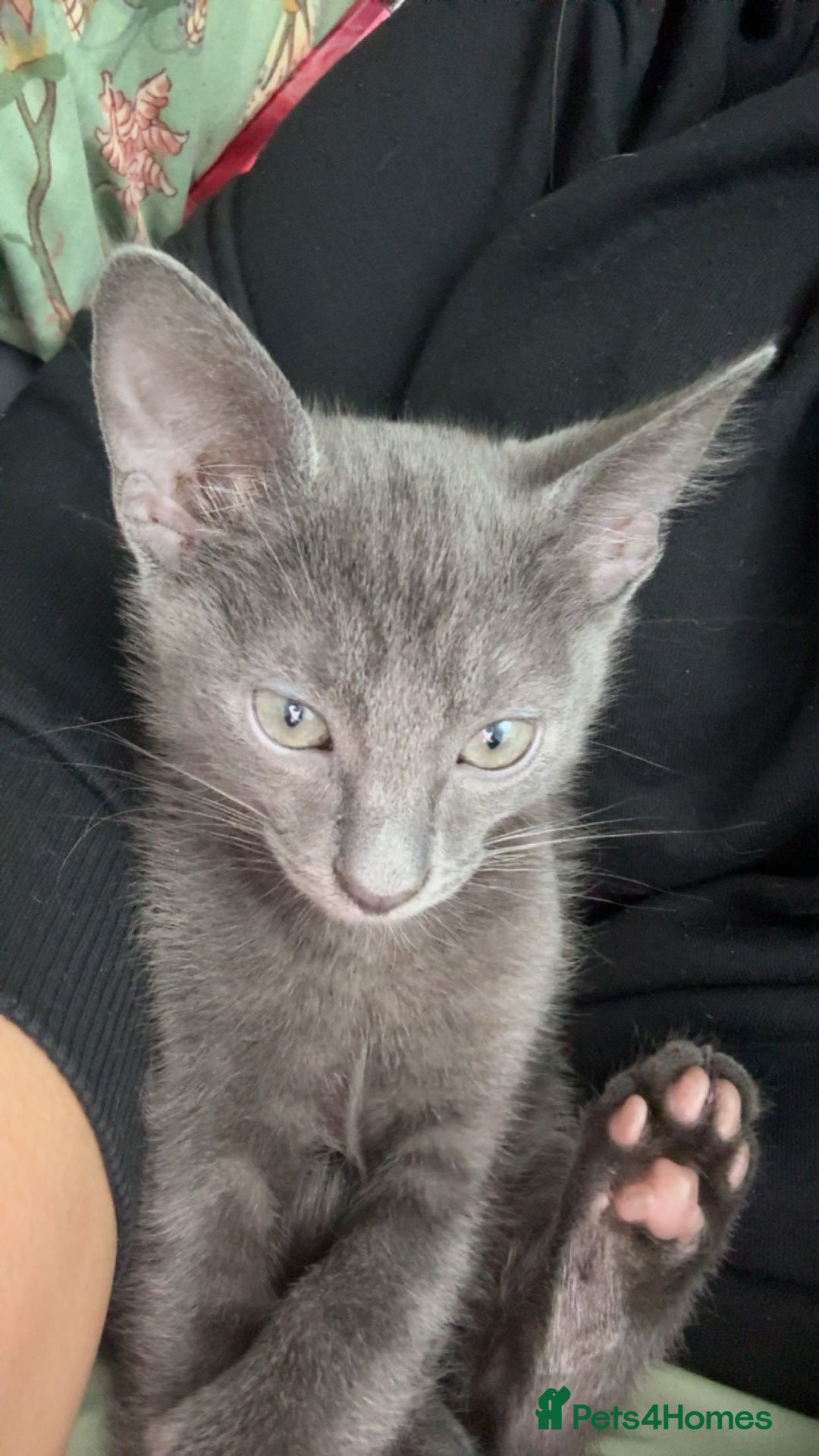Russian Blue cats for sale: 2 Male Kittens for same  - Image 10