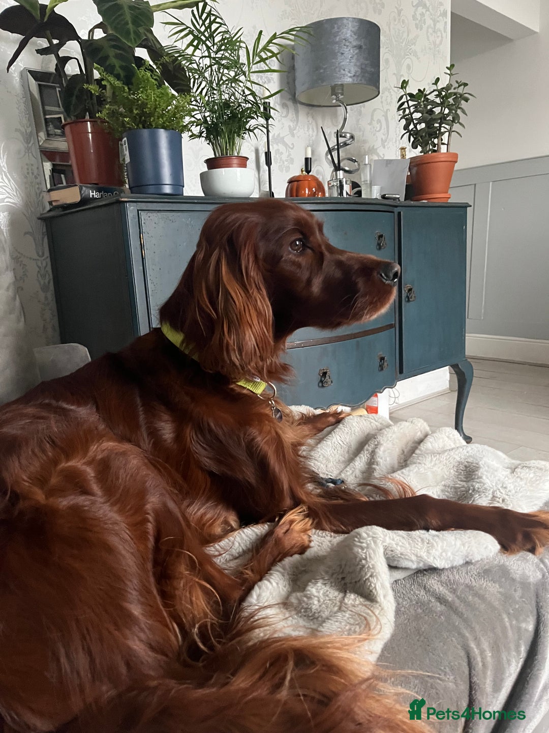 Irish Setter dogs for sale: Quality Irish setter puppies KC Registered - Advert 2