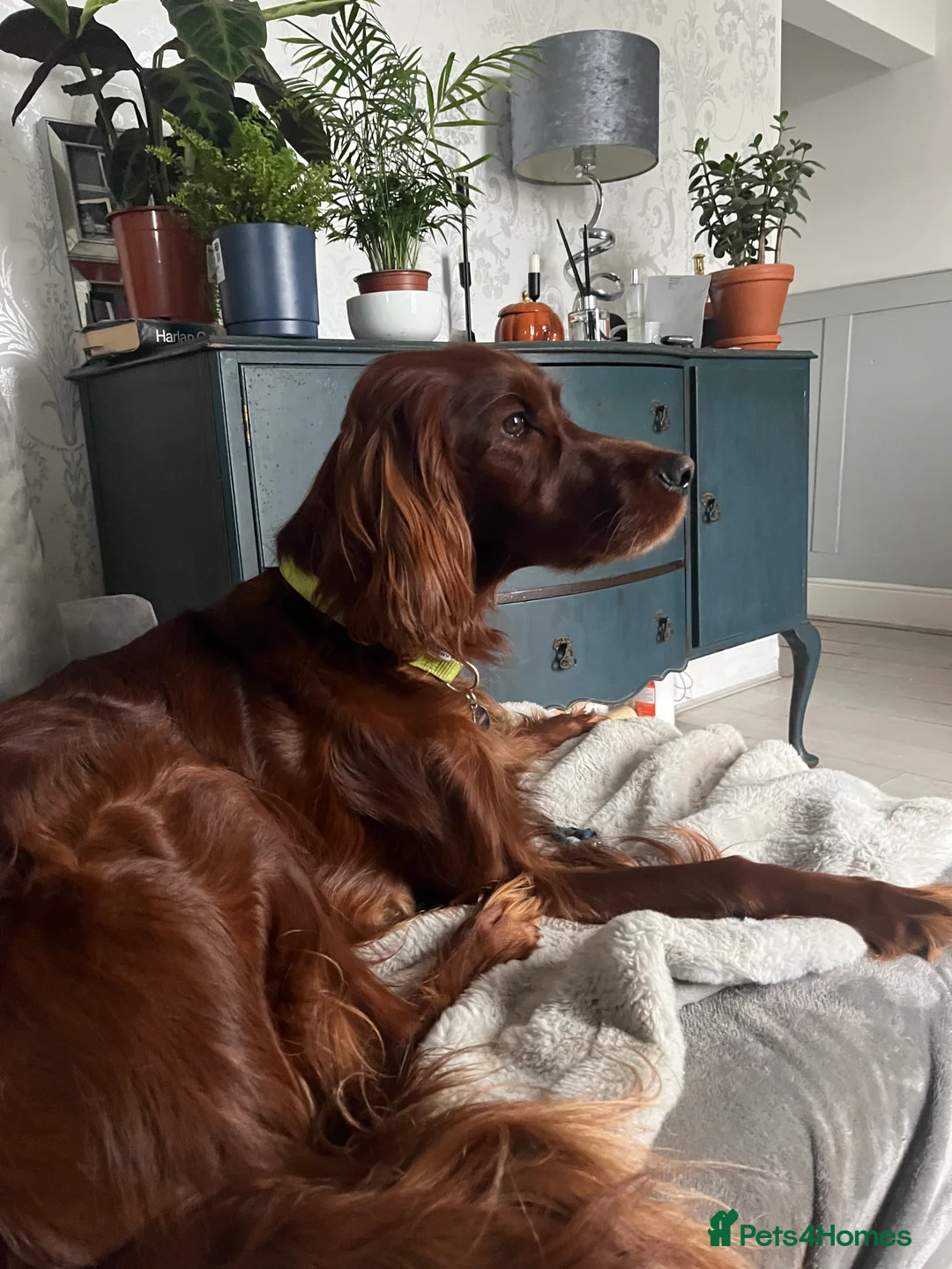 Irish Setter dogs for sale: Quality Irish setter puppies KC Registered - Advert 28