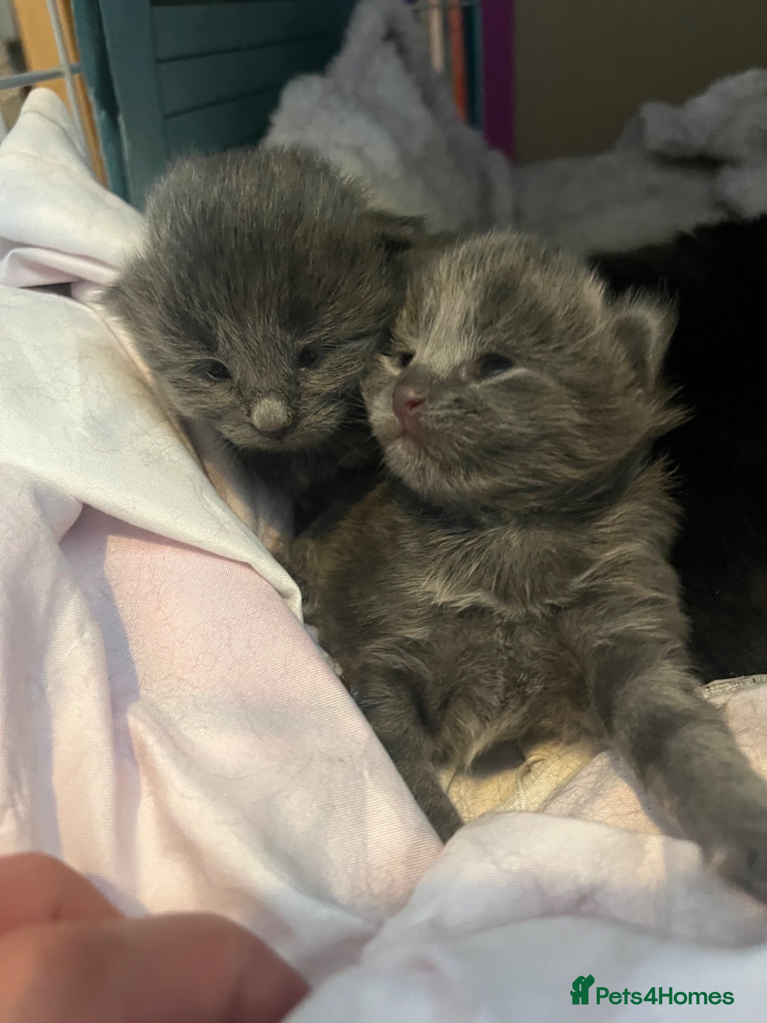 Mixed Breed cats Beautiful Bengal X kittens  - Advert 19