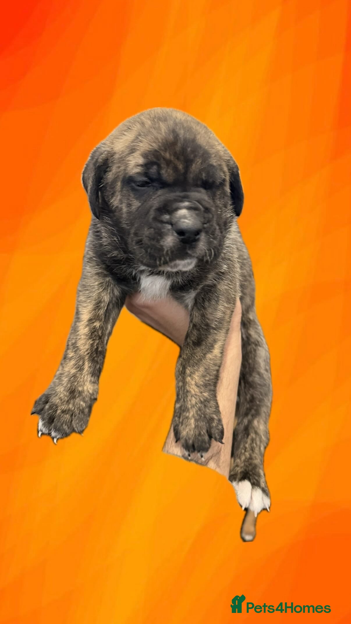 Presa Canario dogs Pure presa Canario puppies for sale  - Advert 3