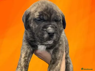 Presa Canario dogs Pure presa Canario puppies for sale - Advert 3