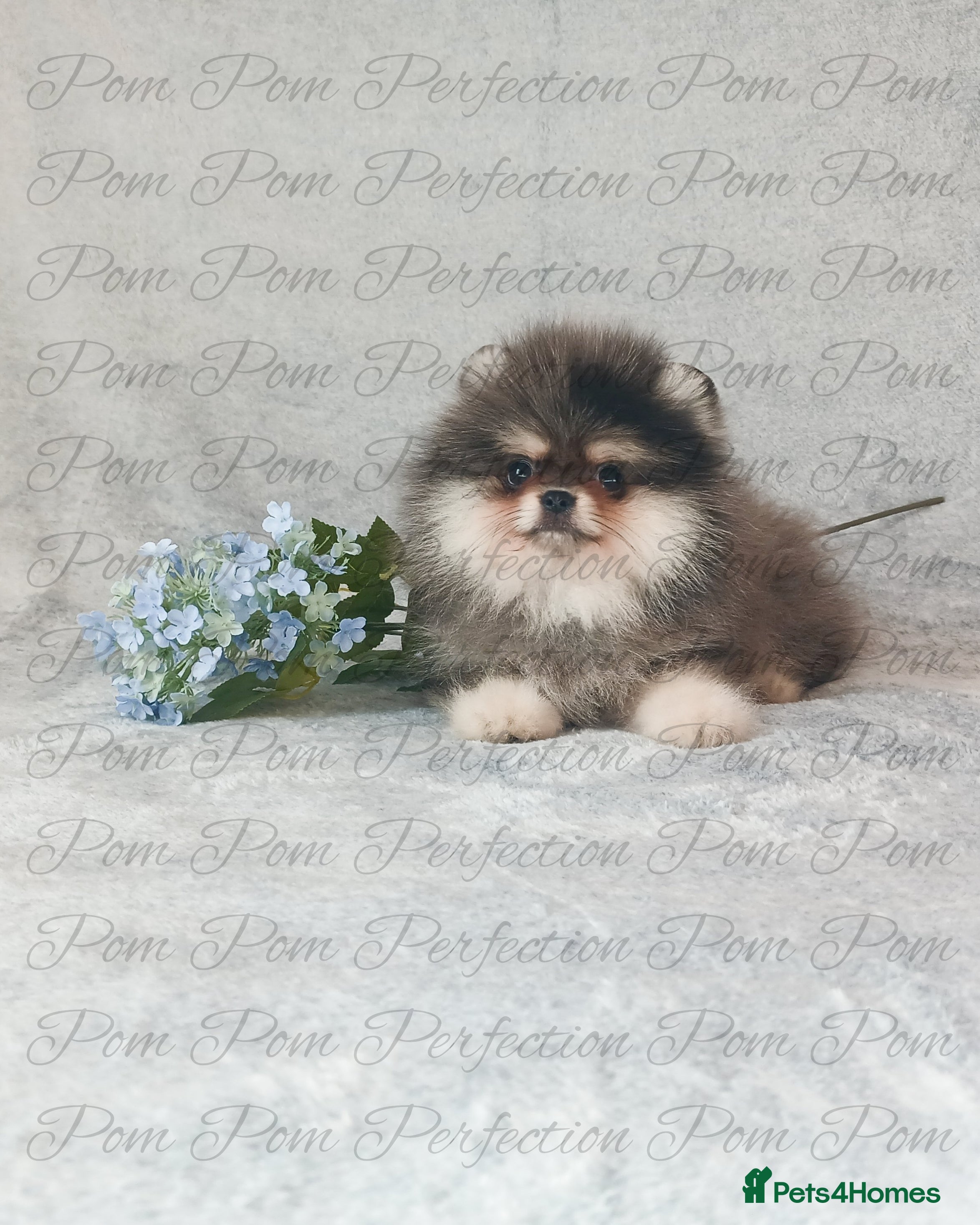 Pomeranian dogs Teddy Bear Pomeranian Puppies  - Advert 1