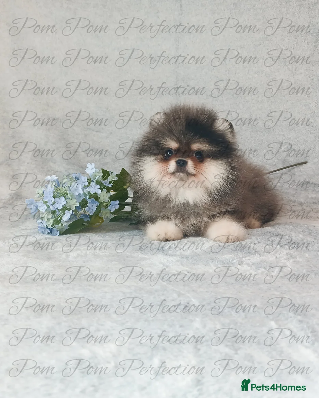 Pomeranian dogs for sale: Teddy Bear Pomeranian Puppies  - Advert 1