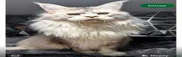 Maine Coon cats for sale: ✨🐾 MEET YOUR FUTURE MAINE COON COMPANION 🐾✨ - Advert 3