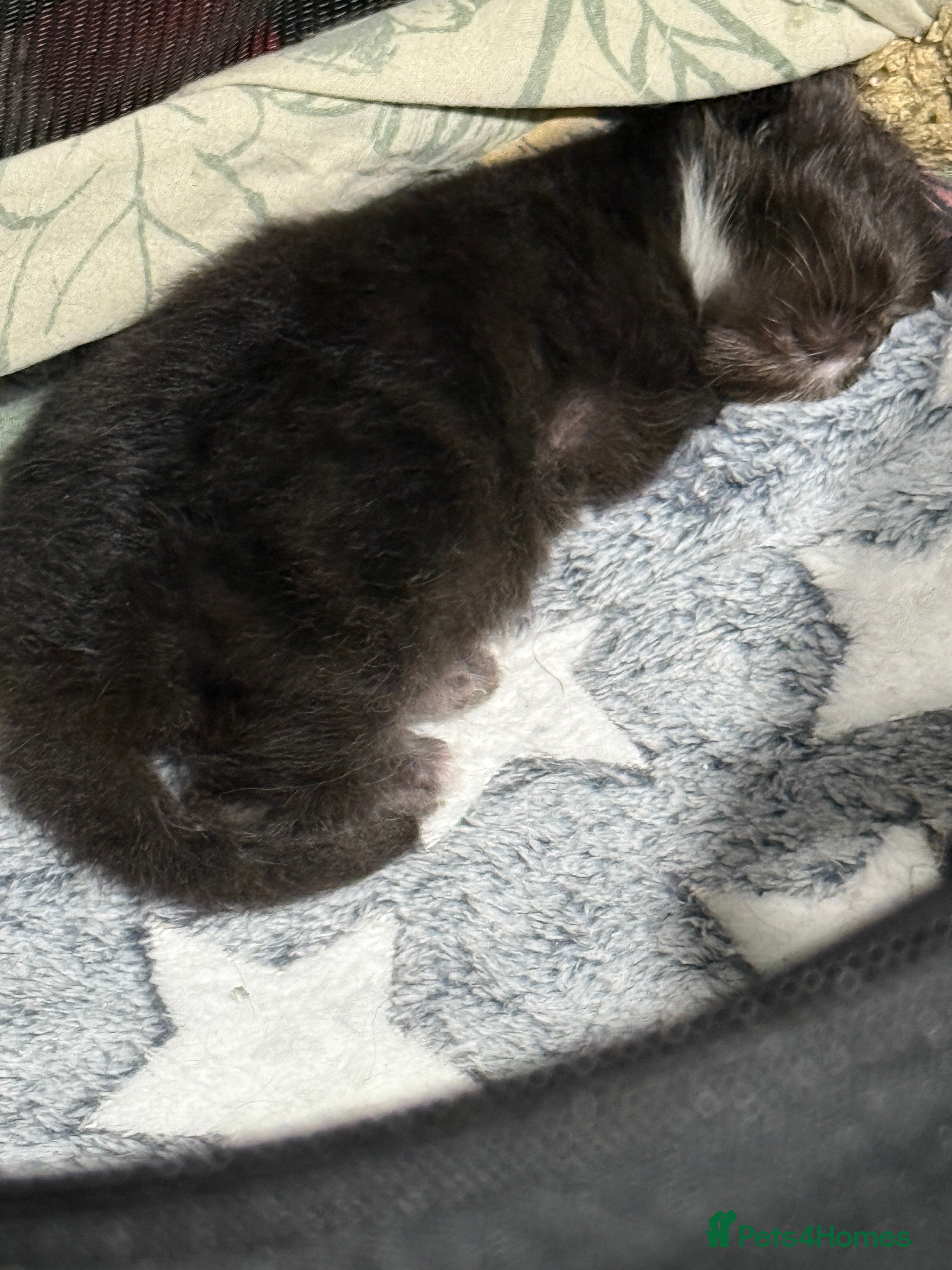 Persian cats Stunning full Persian black/white female kitten - Advert 2