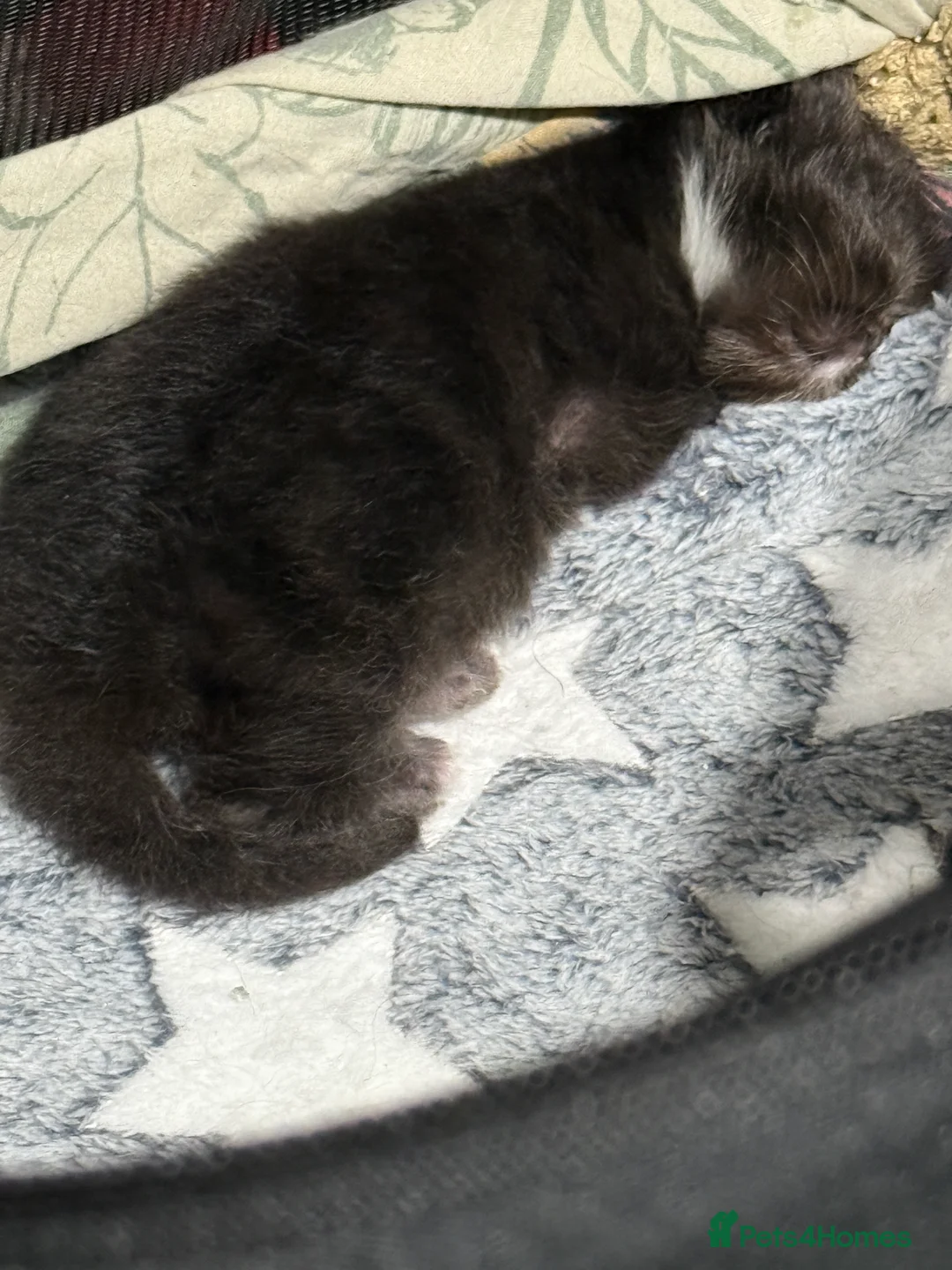 Persian cats for sale: Stunning full Persian black/white female kitten - Advert 1