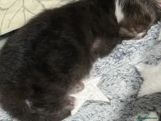 Persian cats Stunning full Persian black/white female kitten - Advert 2