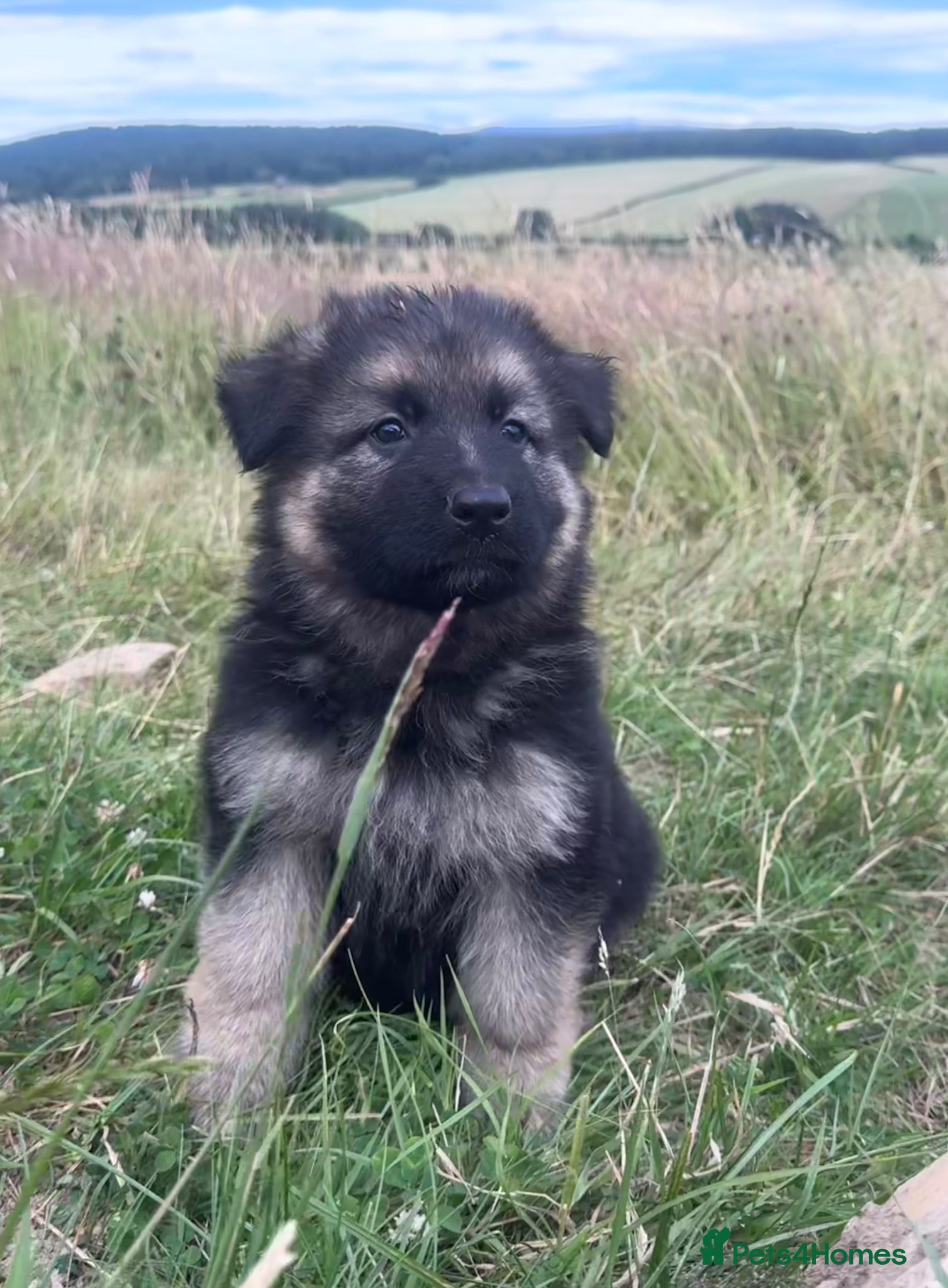 German Shepherd dogs Long haired German shepherd puppies  - Advert 2