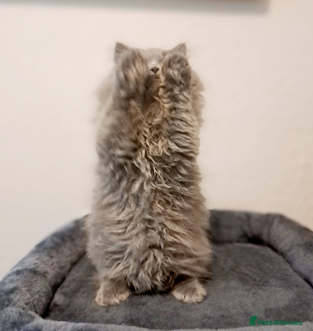 British Longhair cats for sale: TICA Beautiful Blue British Longhair Female - Image 11
