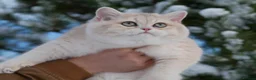 British Shorthair cats for stud: Exquisite blue golden import stud - Advert 6