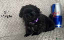 Mixed Breed dogs for sale: Tiny Pugingese pups  - Image 11
