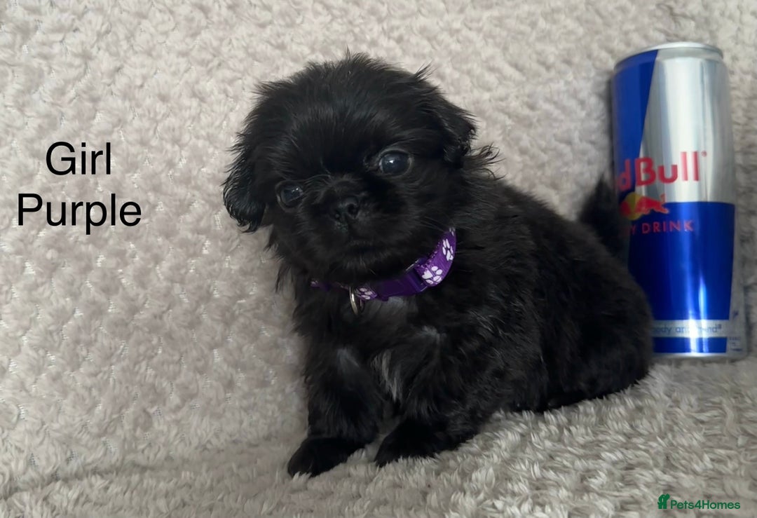 Mixed Breed dogs for sale: Tiny Pugingese pups  - Image 11