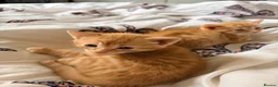 Domestic Shorthair cats for sale: 3 ginger and white boy kittens  in Cumnock - Advert 15