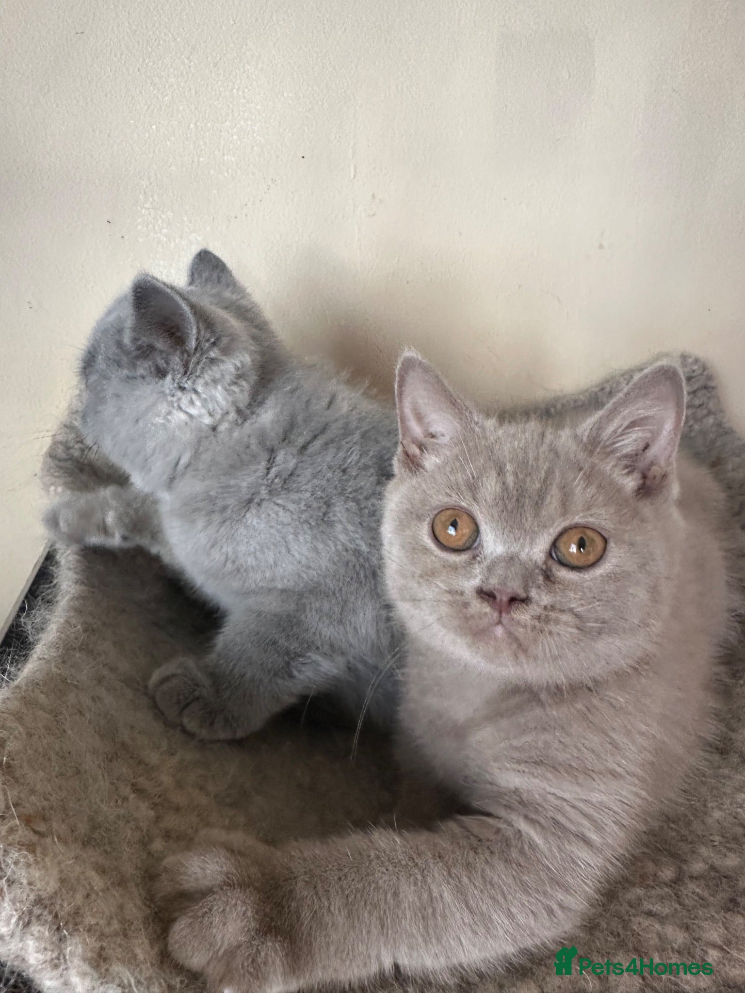 British Shorthair cats British Shorthair GCCF-registered Kittens  - Advert 2