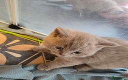 British Shorthair cats for sale: Britishshort hair kittens - Image 15