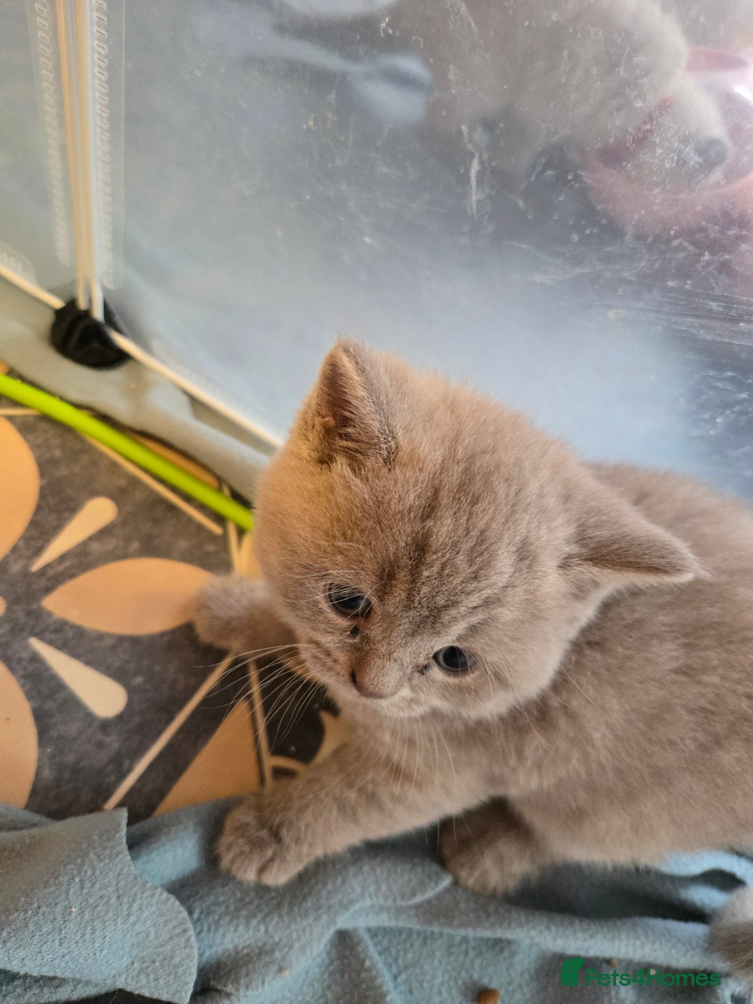 British Shorthair cats for sale: Britishshort hair kittens - Image 15