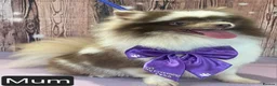 Pomeranian dogs for sale: 🐾🌟 Beautiful and Unique Pomeranian Puppies 🌟🐾 - Advert 7