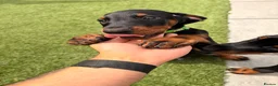 Dobermann dogs for sale: READY TO COLLET NOW | RKC DOBERMAN | CHAMPION LINE - Advert 37