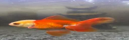 Fancy Goldfish fish for sale: 2x fancy goldfish  in Luton - Advert 2