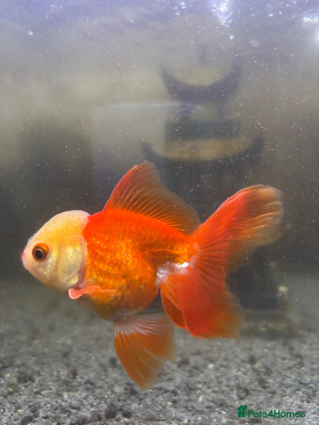 Fancy Goldfish fish for sale: 2x fancy goldfish  in Luton - Advert 2