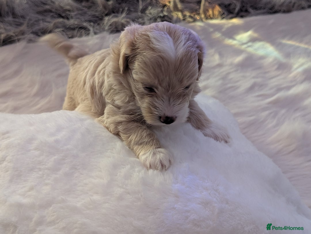 Maltipoo dogs for sale: Quality At it's Finest. From Ch Parents Multipoo - Image 4